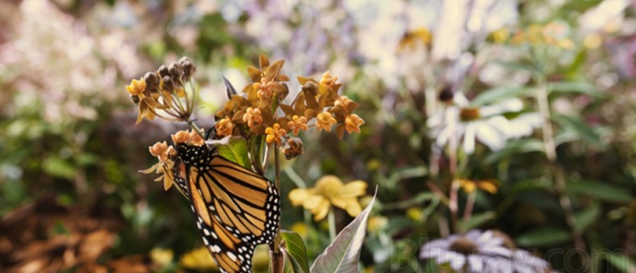 Film backdrop for Flight of the Butterflies 3D