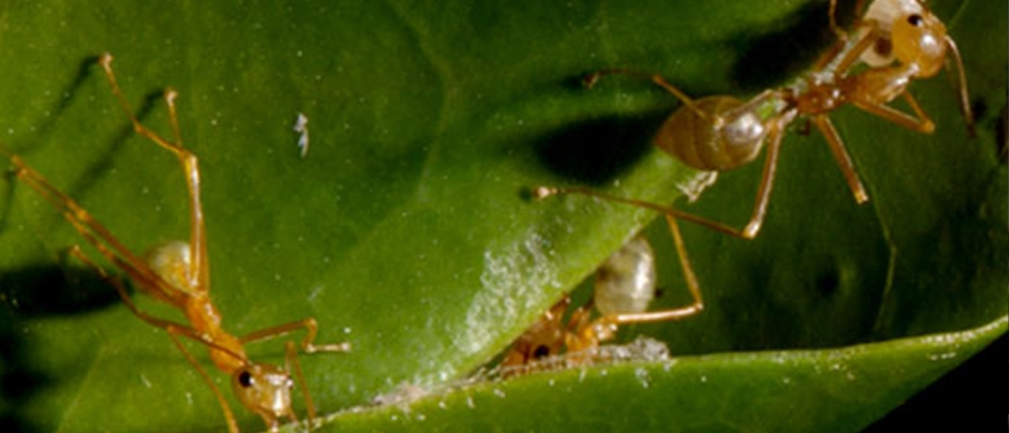Film backdrop for Bugs 3D: Micro Monsters