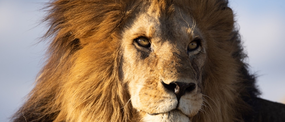 Film backdrop for Serengeti 3D: Journey to the Heart of Africa