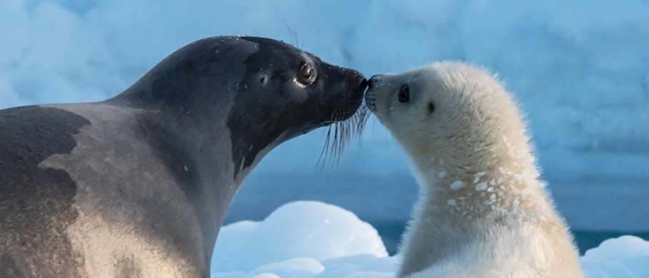 Film backdrop for Arctic 3D: Our Frozen Planet