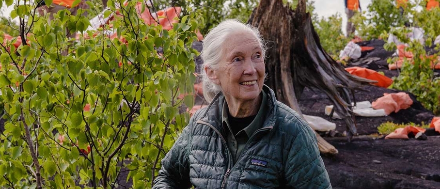 Film backdrop for Jane Goodall - Reasons for Hope