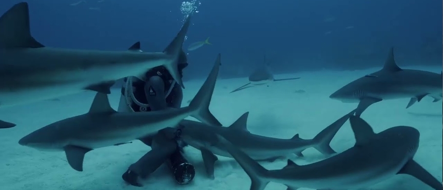 Film backdrop for Shark Kingdom 3D