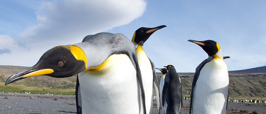 Film backdrop for Penguin Island 3D